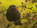 C1 - die gefrleckte Amsel - 20 Punkte