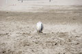 Beach Rugby Canet 18 juillet 2010 © Copyright www.hall66.com