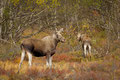 Elchkuh mit Kalb / Elgku med kalv, Fokstumyra