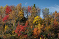 Halvmåne over høstskog / Halbmond über Herbstwald