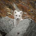 Junger Polarfuchs / Ung fjellrev, Dovrefjell