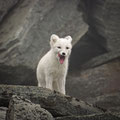 Junger Polarfuchs / Ung fjellrev, Dovrefjell