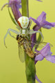 Krabbeedderkopp med blomsterflue / Krabbenspinne mit Schwebfliege