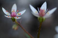 Bergblume / Fjellblomst