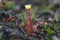 Tråsildre / Saxifraga platysepala