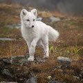 Junger Polarfuchs / Ung fjellrev, Dovrefjell