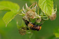 Schwebfliege / Blomsterflue