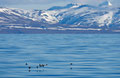  Alkekonger over Isfjorden / Krabbentaucher über dem Isfjord 