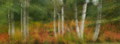  Geiterams i høstlig bjørkeskog / Weidenröschen im herbstlichen Birkenwald