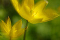 Wildtulpen / Villtulipaner