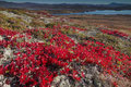  Ved Falkenuten, Møsvatn og Gaustatoppen i bakgrunn / Am Falkenuten, Møsvatn und Gaustatoppen im Hintergrund