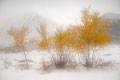 Herbstbirken im Schnee / Høstbjørker i snø, Dørålen, Rondane