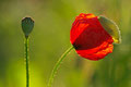  Valmue / Klatschmohn