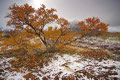 Dørålen, Rondane