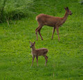 23/06/2013  Auf dem Rasen in Rønningen / på plenen på Rønningen 