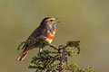 Blåstrupe / Blaukehlchen, Rauland (Juni)