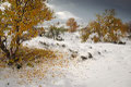 Herbstfarben und Schnee / Høstfarger og snø, Hagesæter, Hjerkinn