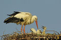  Stork med unger / Weißstorch mit Jungen