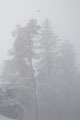 Ravn over vinterskog / Kolkrabe über dem Winterwald, Solum, Skien