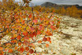 Høstbbjørk i / Herbstbirke im Dørålen, Rondane