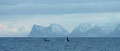 Schwertwale vor den Bergen von Senja / Spekkhoggere foran Senja-fjellene 