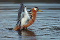 Kveldsbad, polarsvømmesnipe / Abendbad, Thorshühnchen