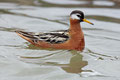  Polarsvømmesnipe, hunn / Thorshühnchen, Weibchen