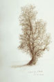 "Mächtiger Eichenbaum in Rötel und Sepia: Das beste Sammelstück originaler Kunst