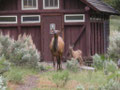 Yellowstone NP, uf em Zeltplpatz