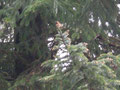 Kolibri Pacific Rim Park