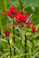 indian paintbrush