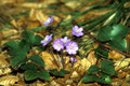 Leberblümchen, meine Lieblingsblumen