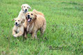 Ben (Danas großer "Bruder"), Dana und Blue