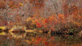 「晩秋の彩り」鎌池 / 松田：遅いかな～と！残した秋色の中に葉を落とした樹々が印象的でした。