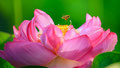3ｰ4「蓮花とミツバチ」藤沢市・鵠沼の蓮池 / 猪狩：花粉集めに来たミツバチの花粉団子が印象的でした。