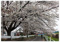 「満開の桜」境川 / 大津：