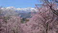 2-1「小川村から」長野県 小川村 立屋番所の桜 / 松田：後立山連峰をバックにした紅彼岸桜は良いです。