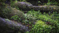 「苔」長野県･白駒池苔の森 / 猪狩：原生林の苔がとても印象的でした。