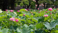 3-5「誠蓮の咲く池」藤沢市･鵠沼 / 矢形：夏なので蓮を撮っておきたいと思い、鵠沼の蓮池に出掛けました。