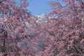 「紅彼岸屏風」長野 小川村(立屋･番所の桜) / 松田：お山の持ち主が植えた桜も立派になりました。ロケーションが最高だと思います。毎年通っている方が、今年は最高と仰っていました。