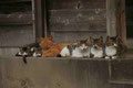 「一族勢ぞろい」 新潟県 柏崎市 / 大津： 猫の集団が旧家の軒先に集まっていました。
