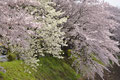 「桜ハーモニー」湘南台橋 / 松田：２種の桜がそろって咲いていてきれいです。