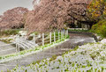 「満開の花が雪化粧」境川 / 榎本：桜の花に雪が重なり趣のある景色に