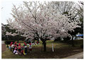 「桜の下で」湘南台公園 / 大津：