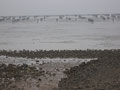 L'Aiguillon-sur-mer : Une vue sur les pieux à bouchots dans un légère brume.