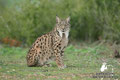 lynx photograph from our photo hides