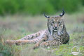 lynx photo from photo hide