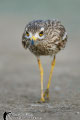 Stone curlew