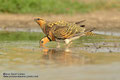 sandgrouse