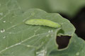 Kleiner Kohlweißling (Pieris rapae)